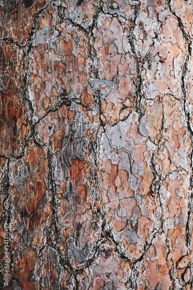 Bark of a tree