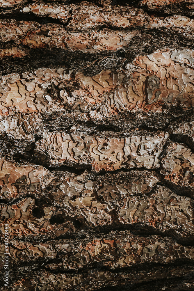 Bark of a tree