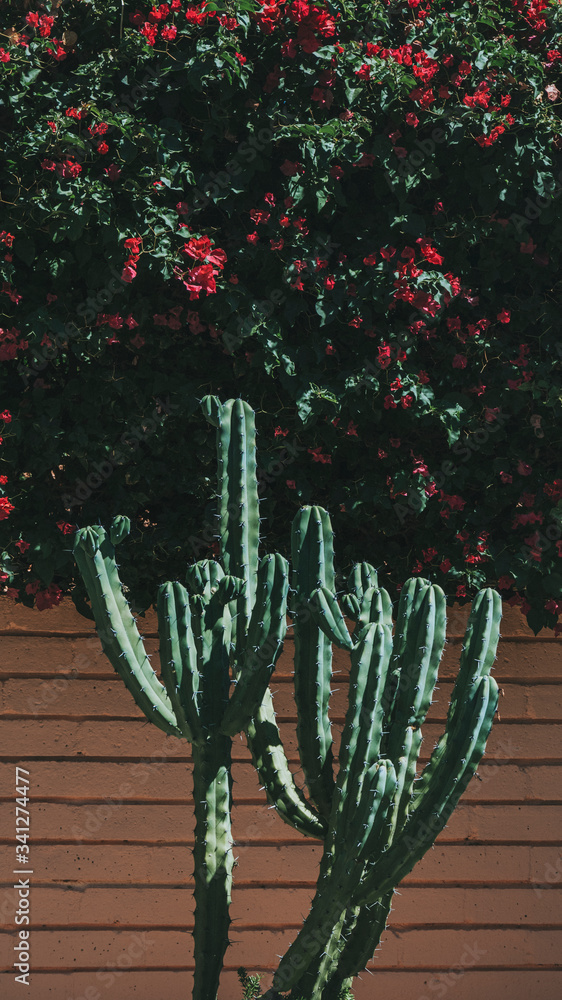 植物手机背景