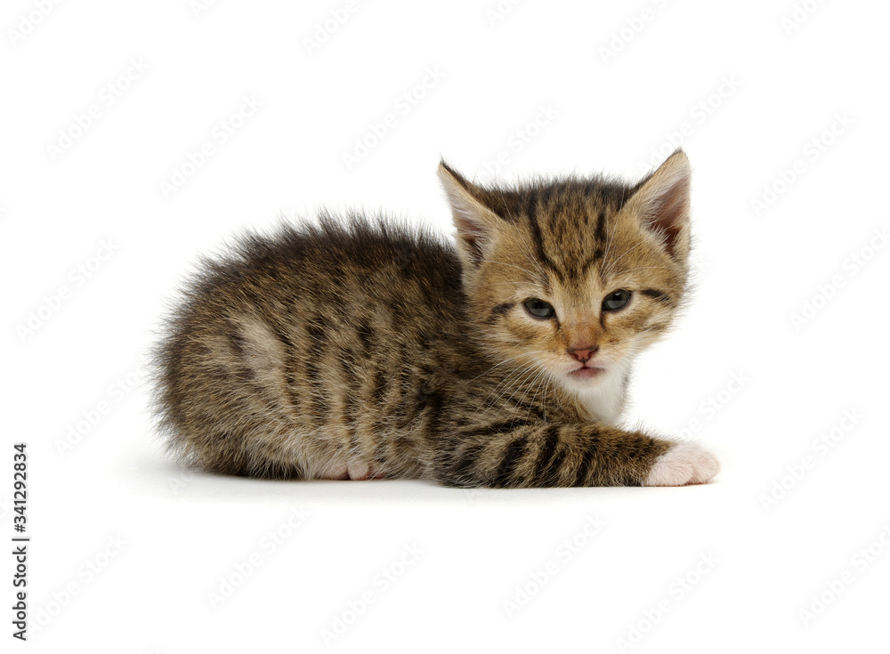 Little beautiful funny kitten on white