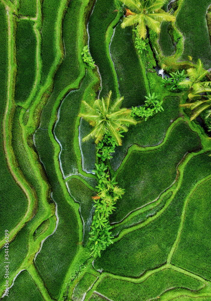 Aerial view of rice terraces. Landscape with drone. Agricultural landscape from the air. Rice terrac