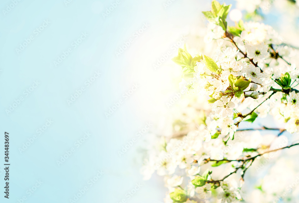 Flowering tree branches. the concept of spring time