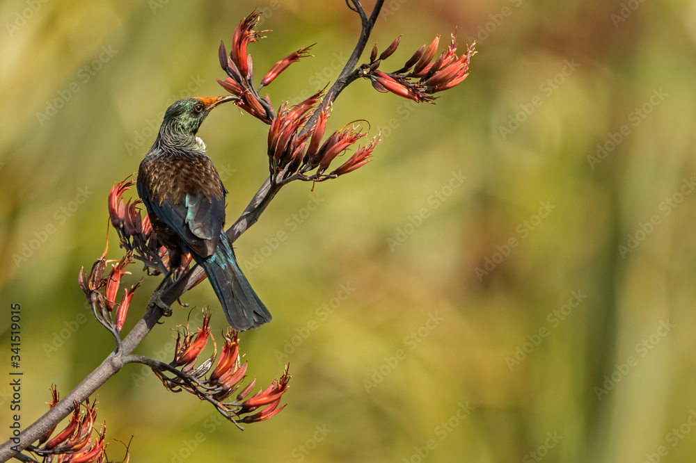 Tūī on flax