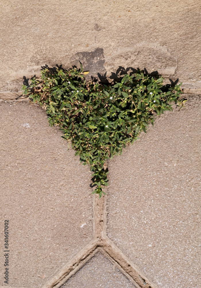 Green Heart, Natural grass in heart shape on the foot path, looks like an arrow with embroidery On c