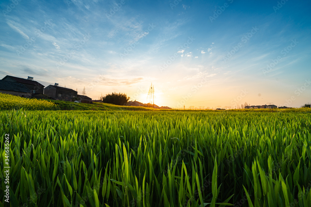 Sunrise in the morning green fields