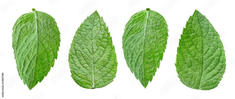 Mint leaf isolated clipping path