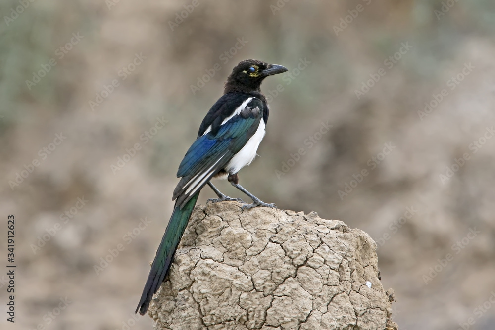 Eurasian magpie with an unusual face sits on the stone