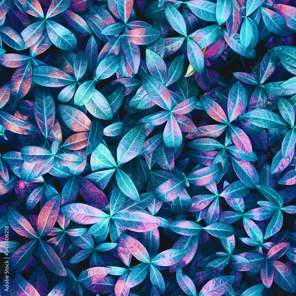 Creative layout made of blue nature leaves. Flat lay. Leaves texture background, blue and pink purpl