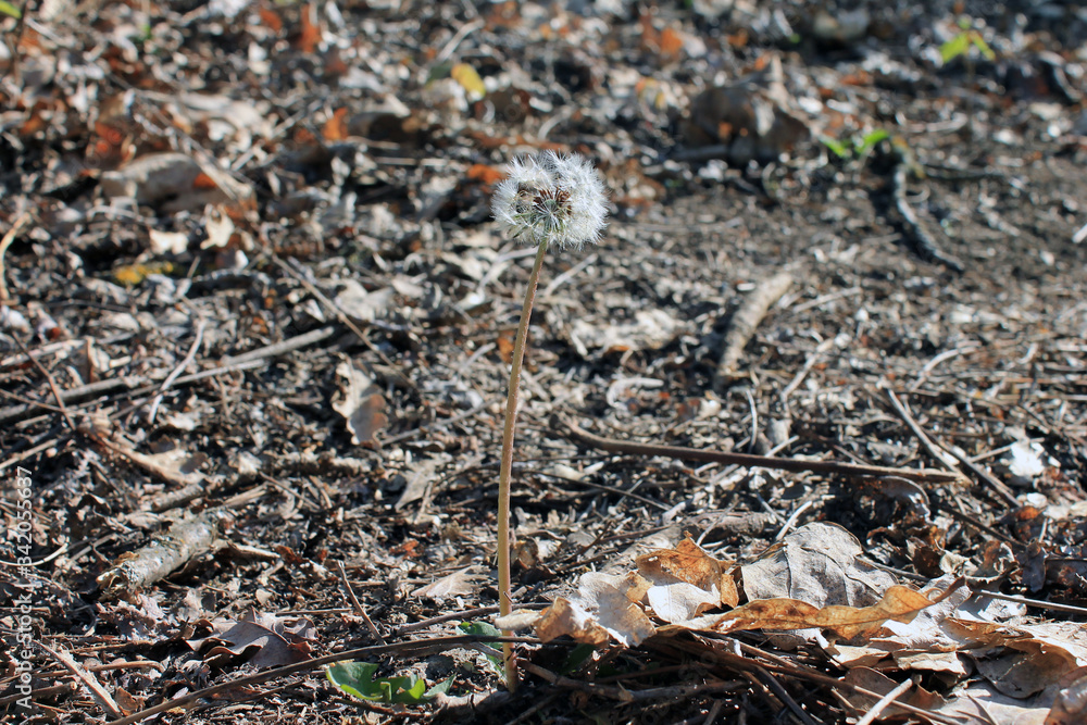 Dandelion seeds in the forest blowing spring