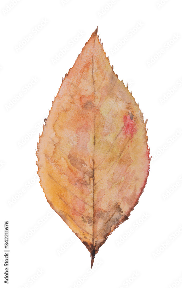 Watercolor of fallen leaves painted on white background.