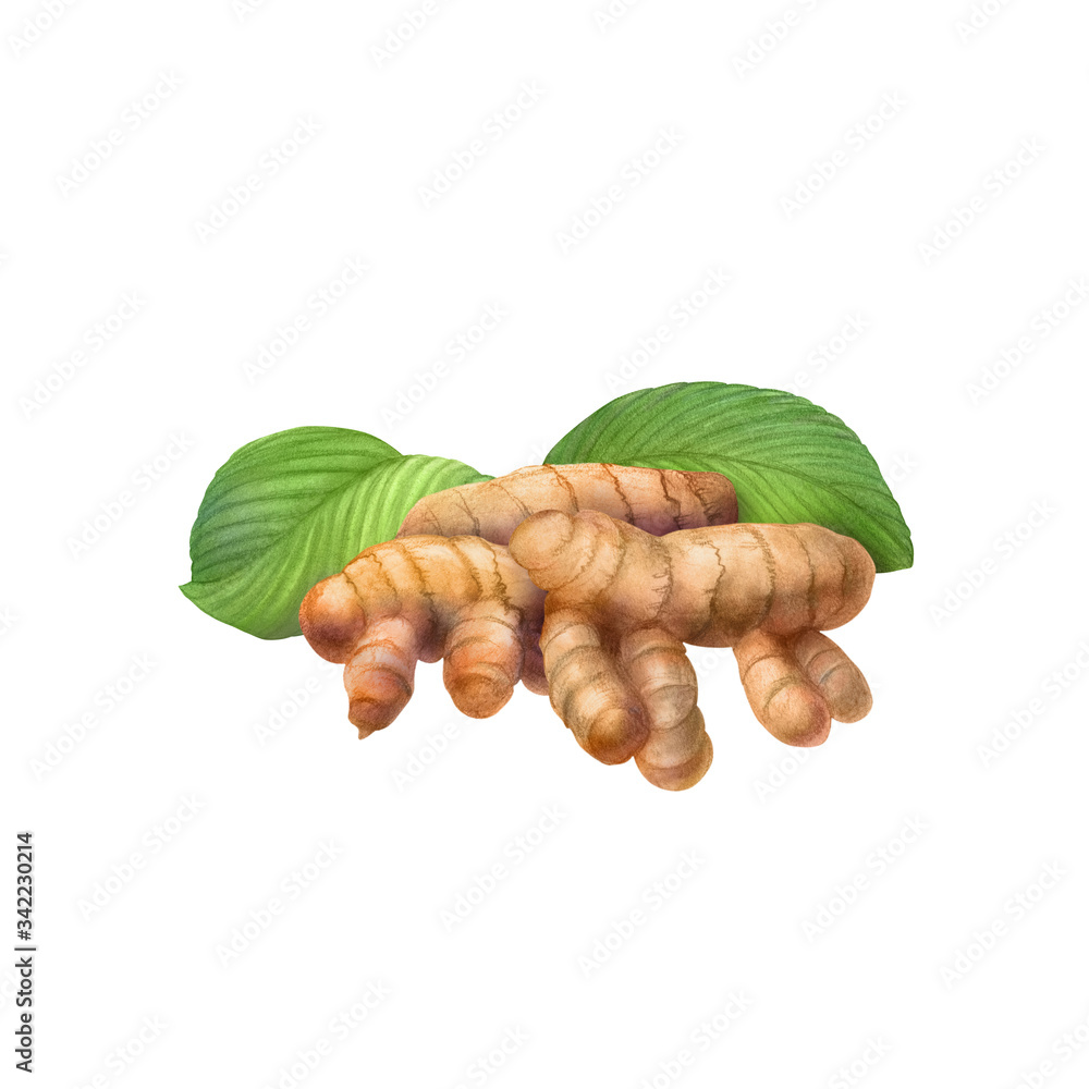 Turmeric Root Hand Drawn Pencil Illustration Isolated on White