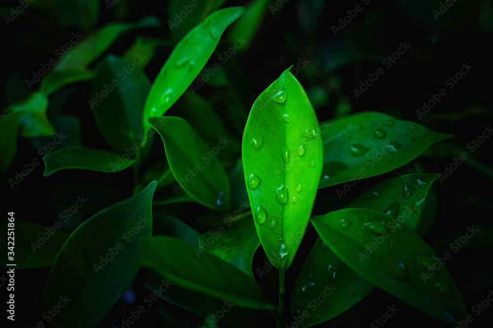 雨滴落在绿叶上，树上的新鲜绿叶，树叶背景，自然概念