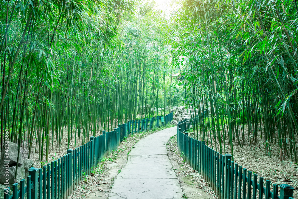 Sunshine bamboo forest and path