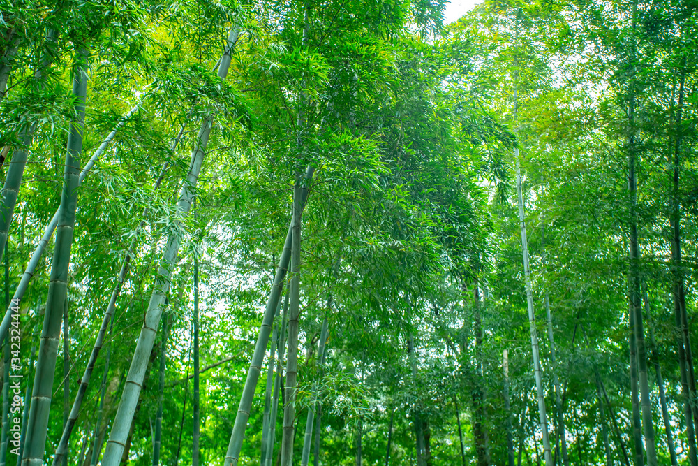 阳光绿竹林