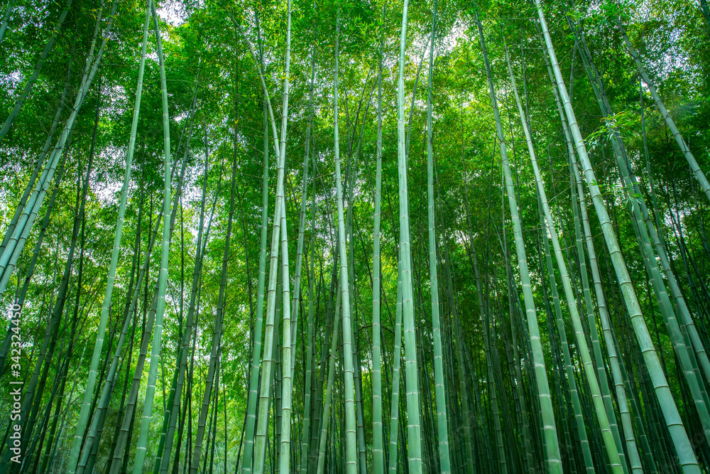 阳光与绿色竹林