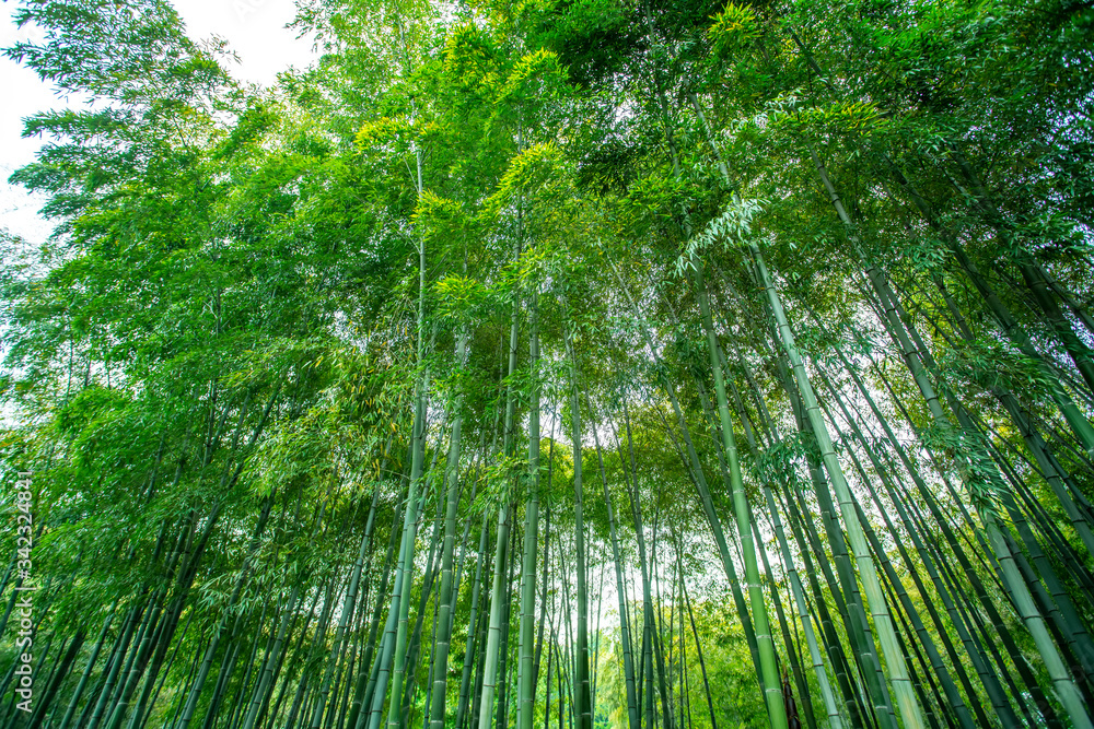 阳光与绿色的竹林