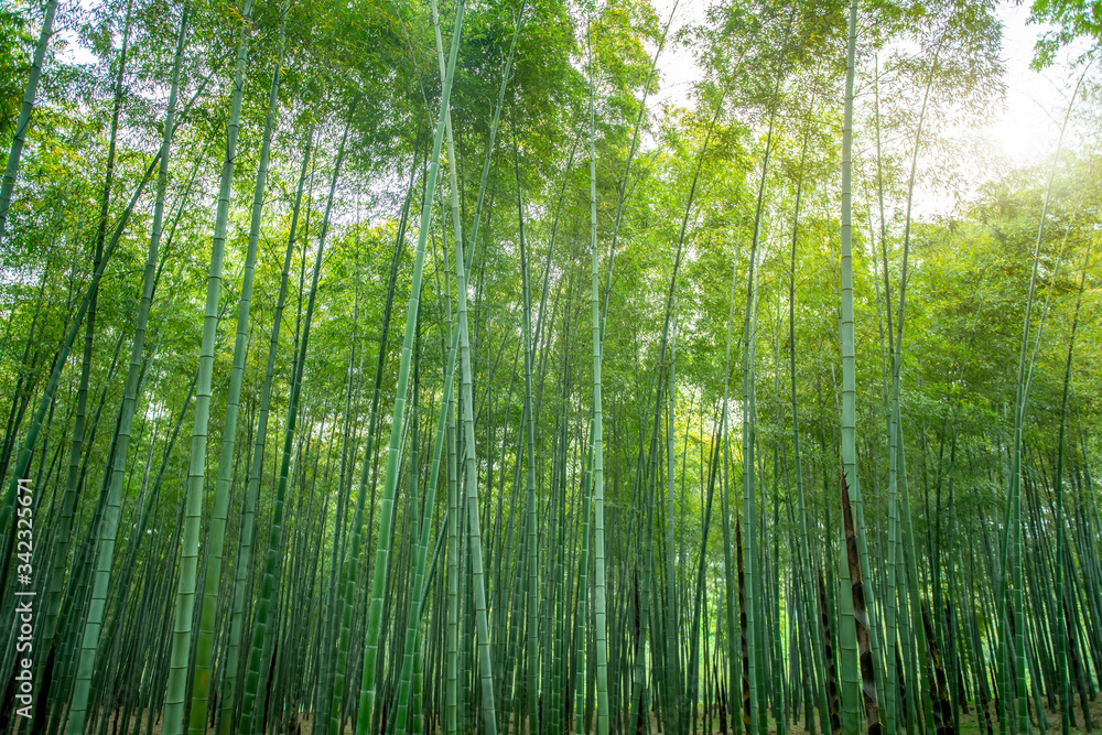 阳光绿竹林