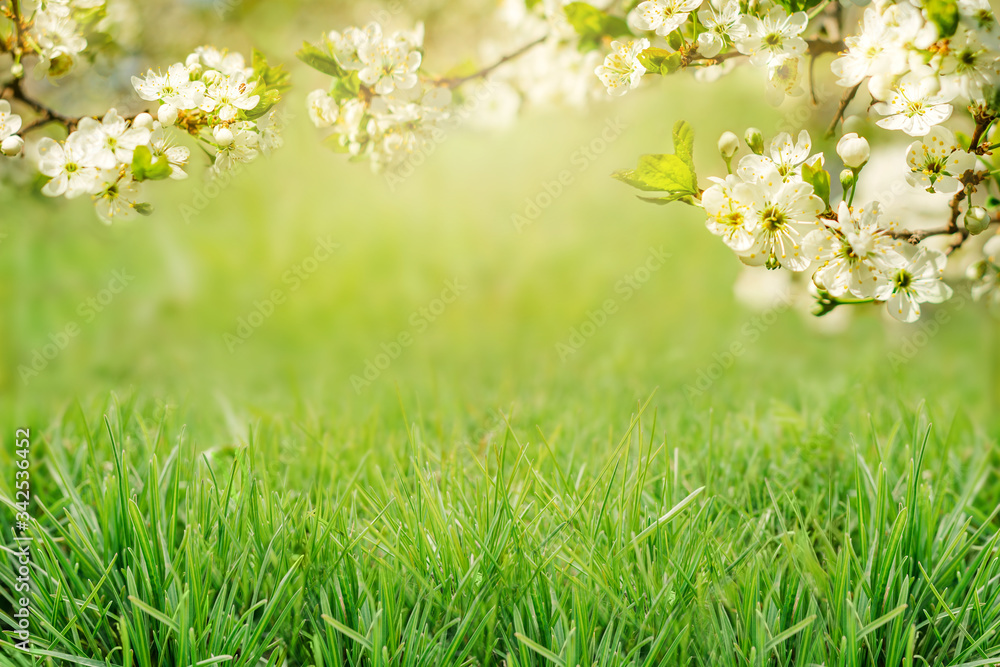 bright summer background with a frame of grass and flowering twigs in the sunlight