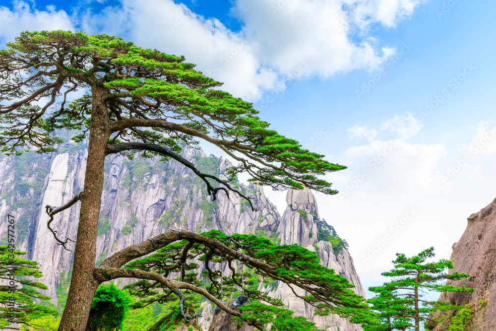 中国安徽黄山的松树迎客。它是黄山风景区的标志性建筑。