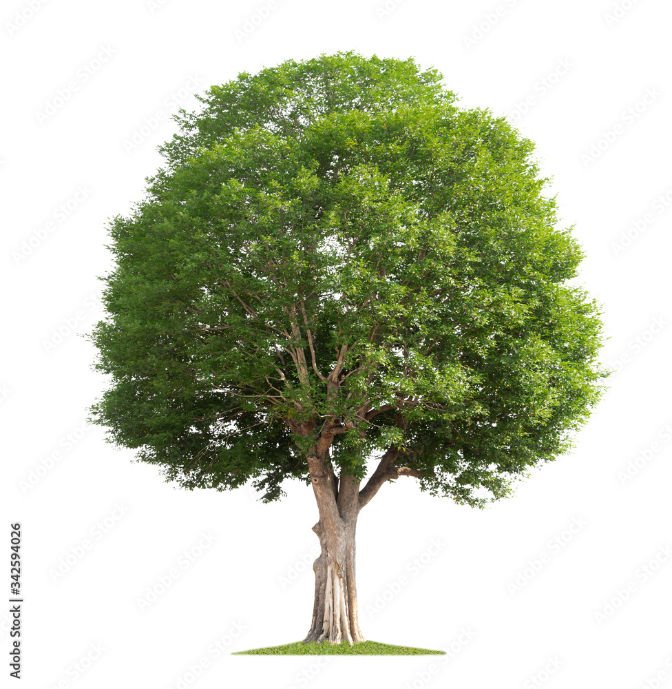 big tree isolate on white background