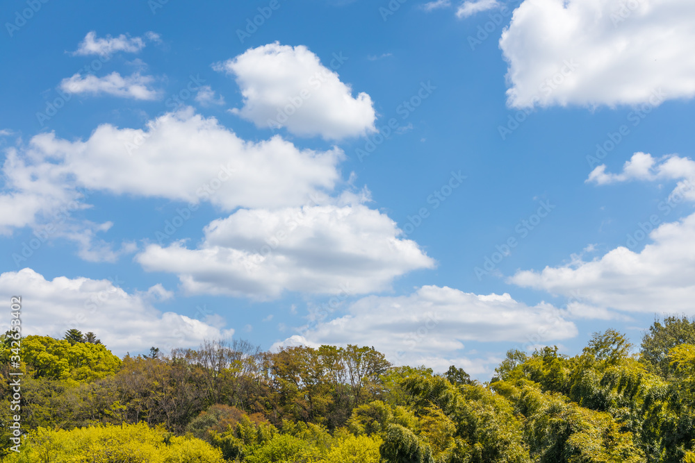 瑞々しい新緑の木と空