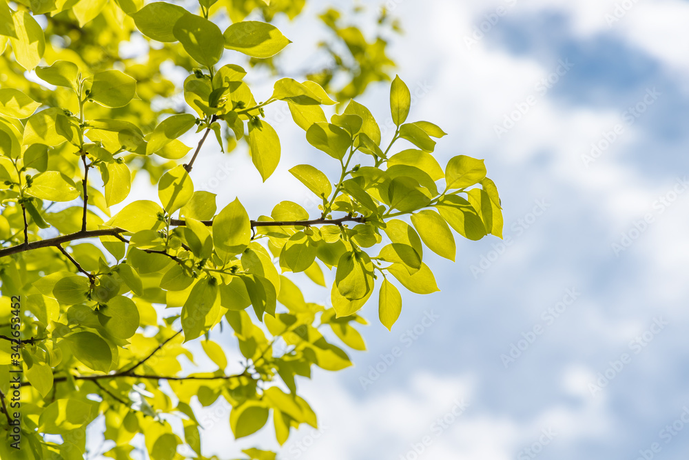 瑞々しい新緑の木と空