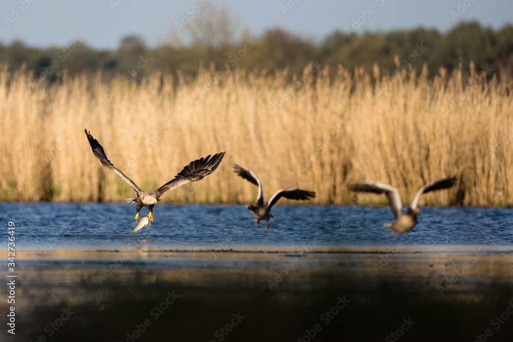 Seeadler