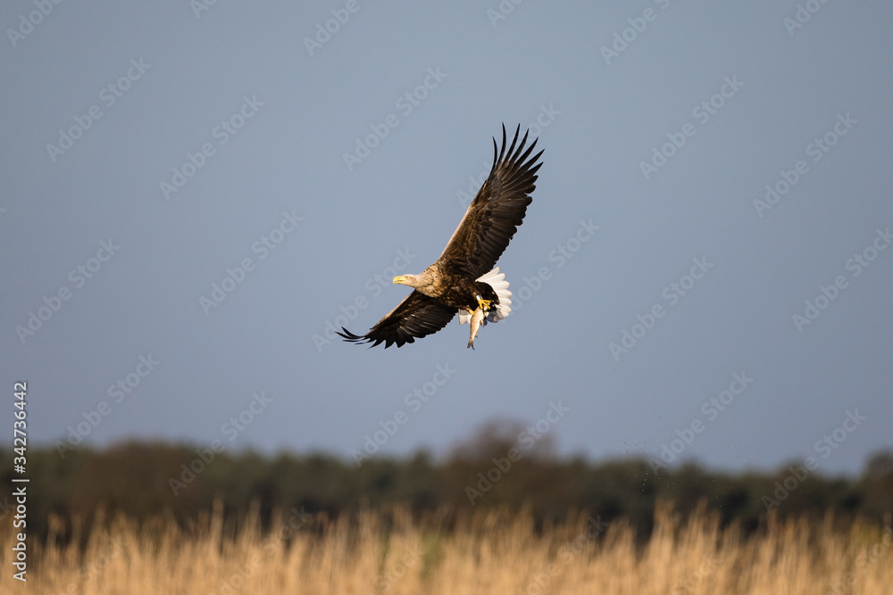 Seeadler