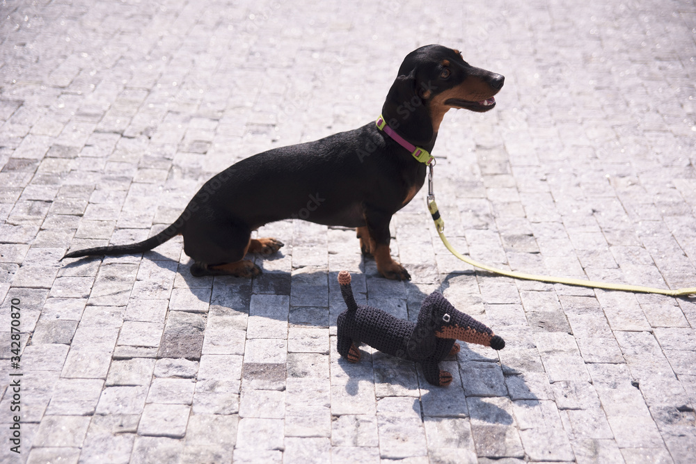 一只活的达克斯猎犬坐在一块鹅卵石上，旁边是一只玩具达克斯猎犬