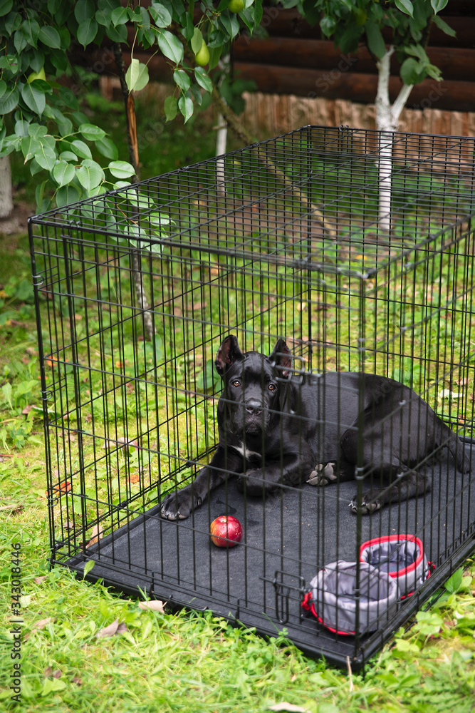 the dog is in a cage, in the garden there is a cage