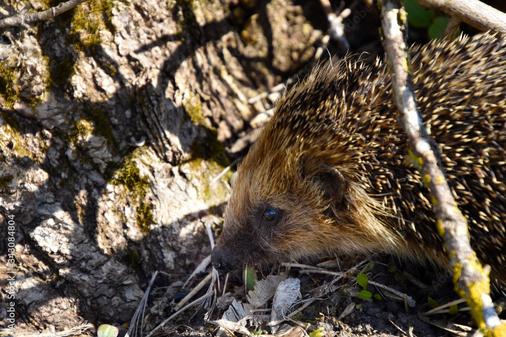 Wild hedgehog in the grass near a tree.