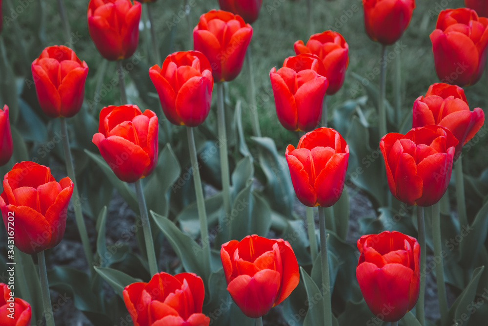 Tulips garden park festival beautiful flowers in spring season at morges city near lake leman in Swi