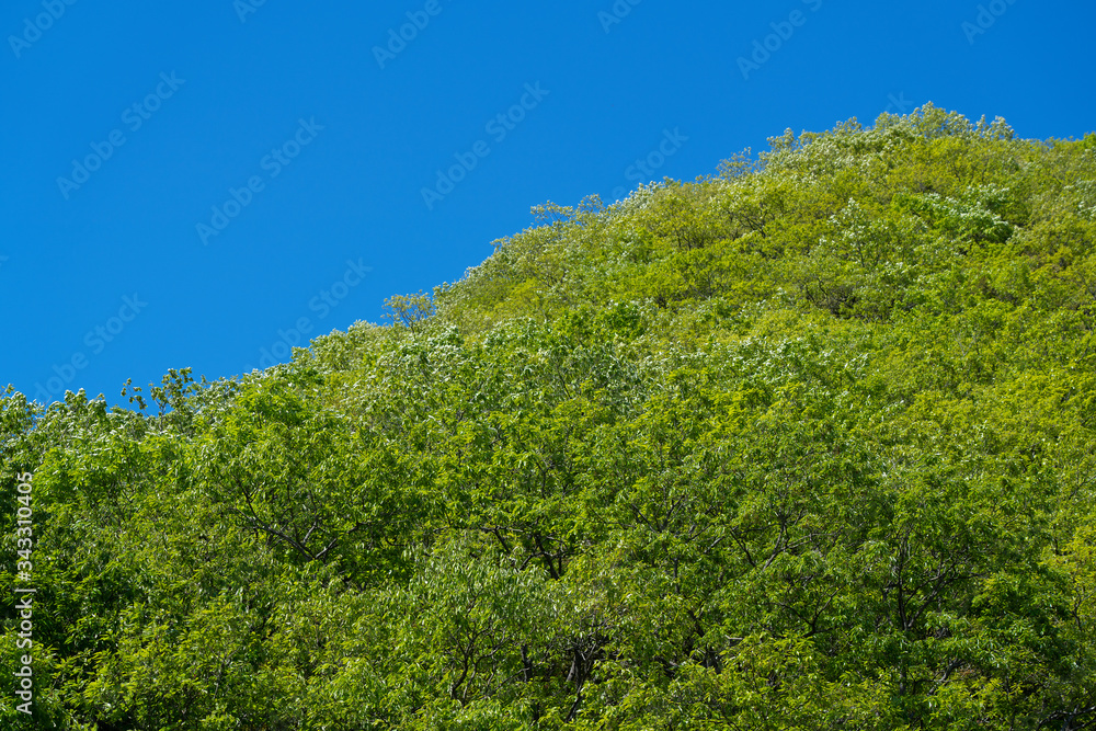 蓝天和清新的绿色背景