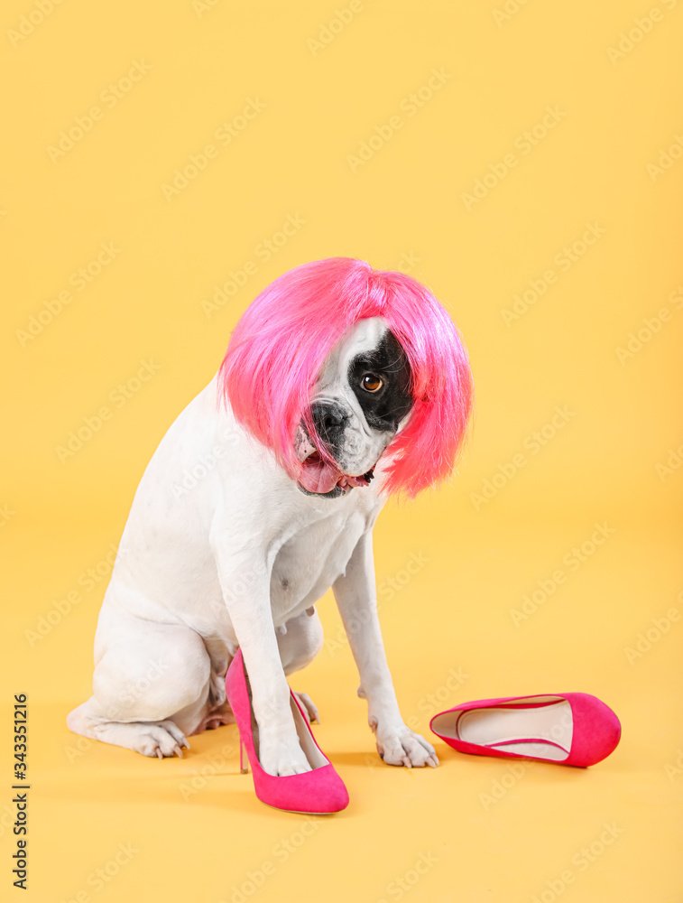 Funny dog in wig and with female shoes on color background