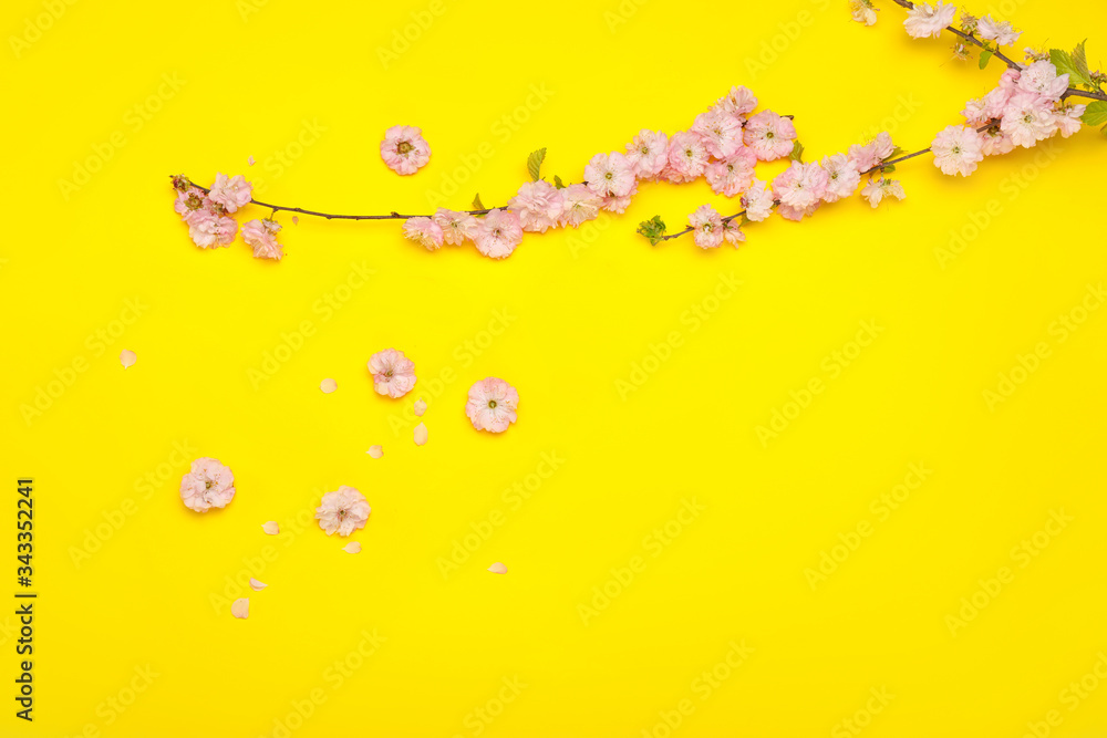 Beautiful blossoming branch on color background