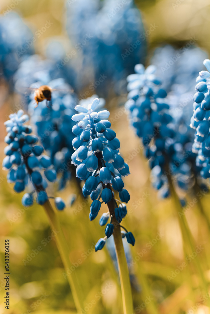 Macro of flying bumblebee near blue muscari flowers. Sun shining and creating bokeh and backlighting