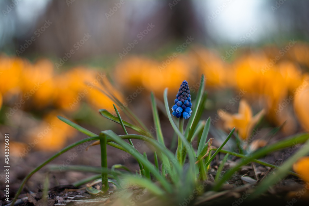 Close up of blue muscari flower in between yellow crocuses. Spring macro with shallow depth of field