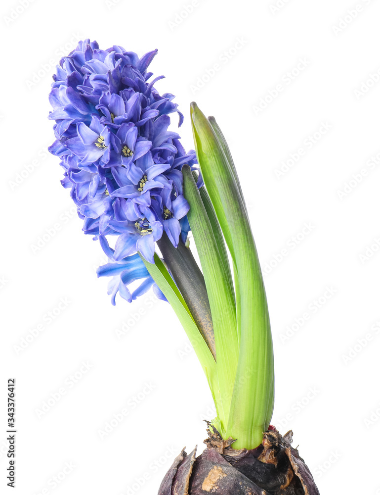 Beautiful hyacinth plant on white background