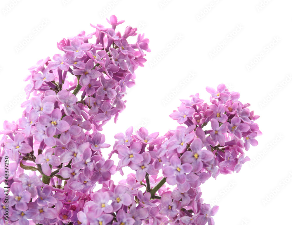 Beautiful lilac flowers on white background