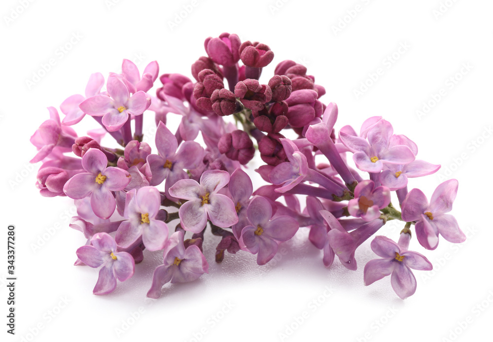 Beautiful lilac flowers on white background