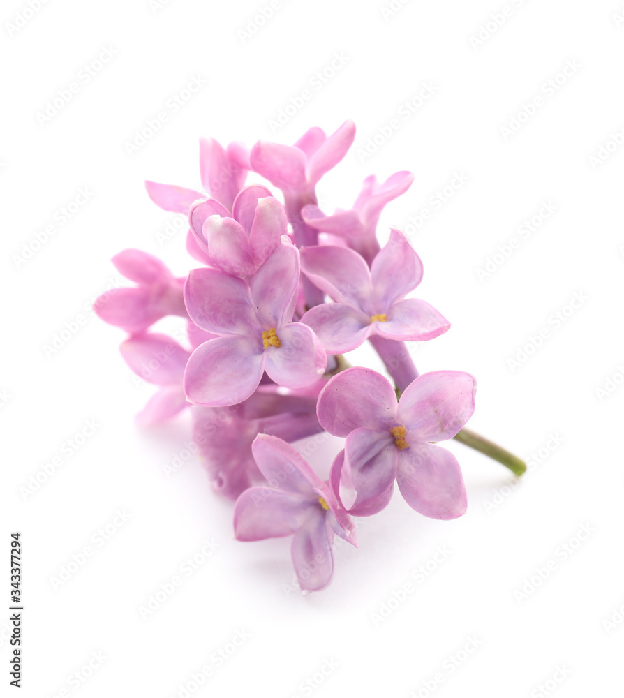 Beautiful lilac flowers on white background