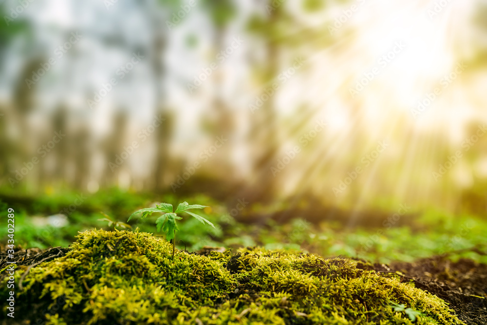 green moss close-up against the forest background. concept of earth ecology