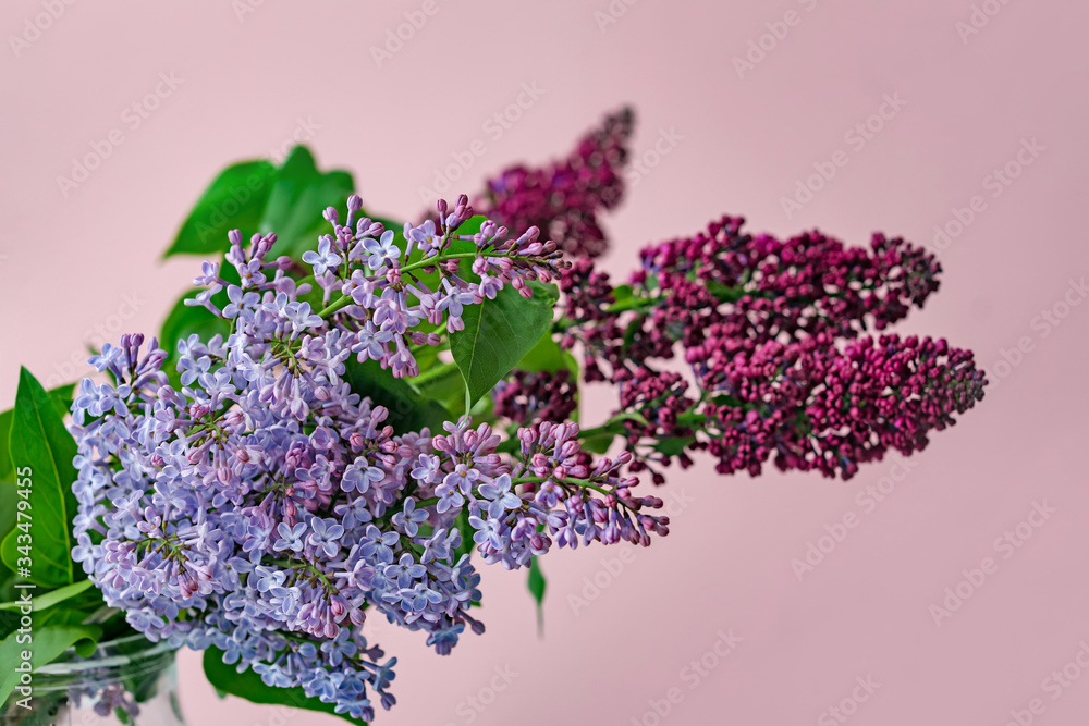 彩色背景上美丽的淡紫色花朵