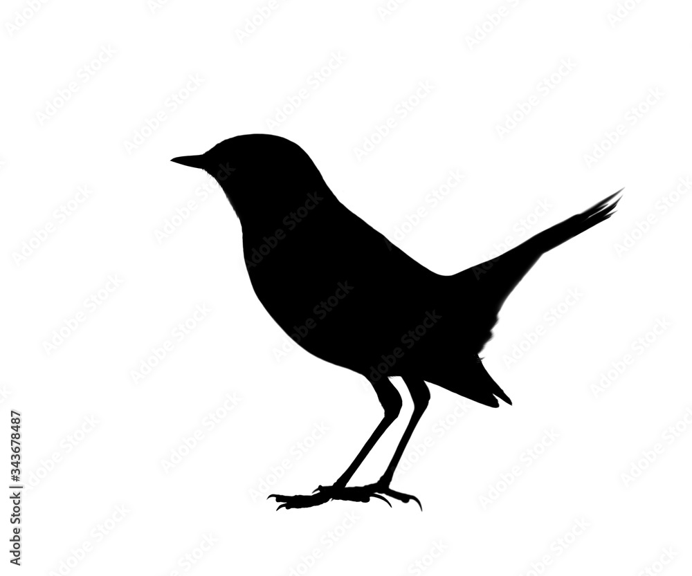 Shadow of the nature, black bird shadow on white background