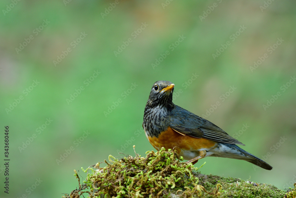 Female of Black-breasted thrush (Turdus dissimilis) beautiful brown to grey with grey to black nect 