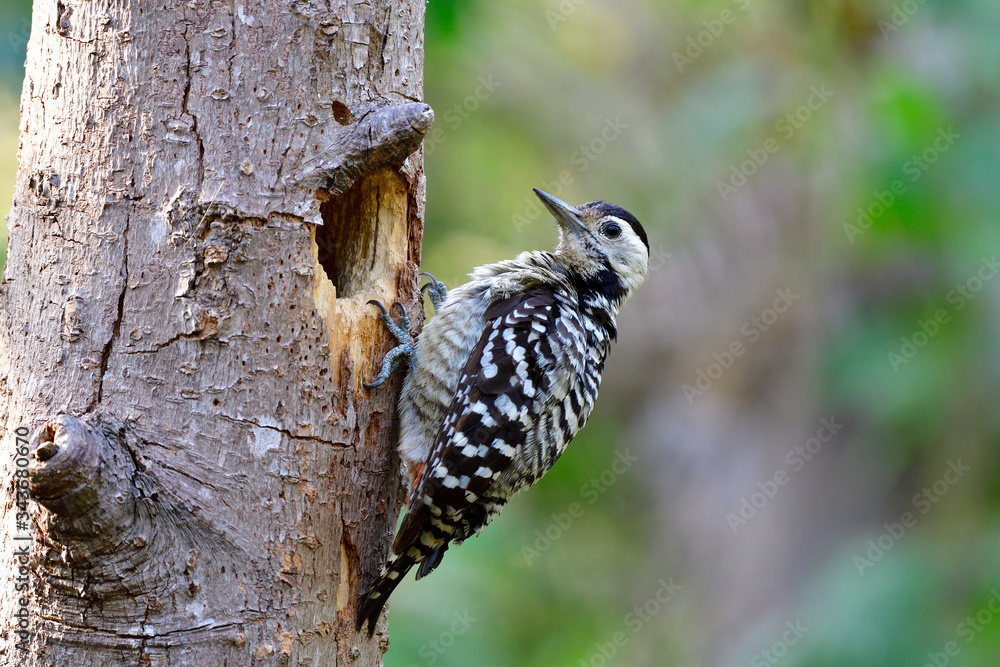 Female of Fulvous-breasted woodpecker (Dendrocopos macei) black and white camouflage bird in Picidae