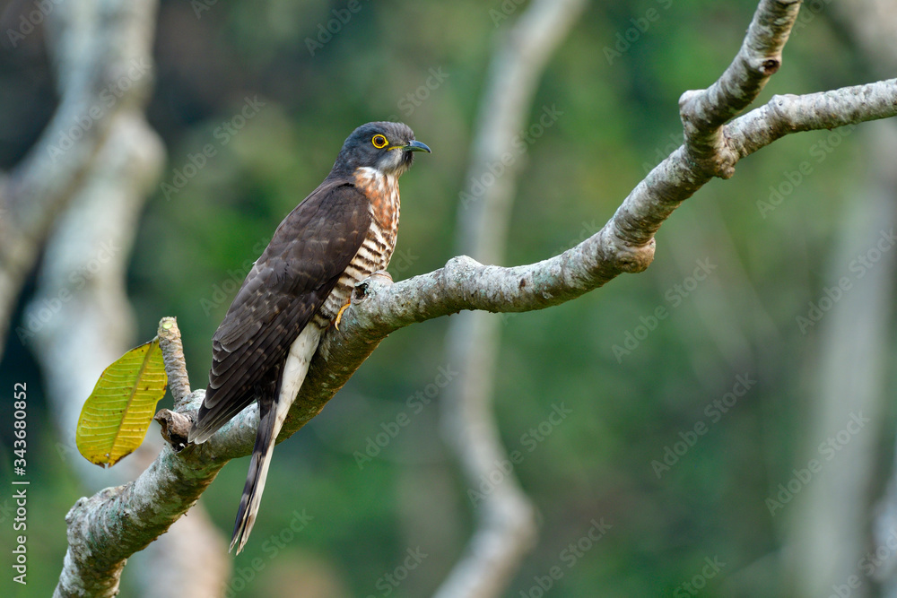 Grey to brown camouflage bird perching on tree branch in nature, Large hawk-cuckoo (Hierococcyx spar