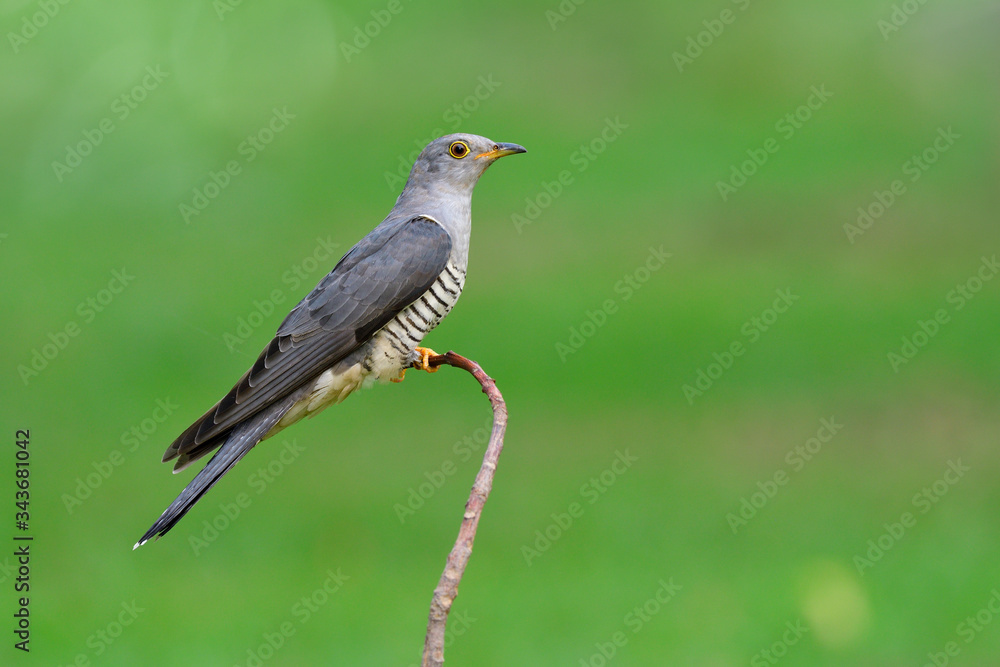 喜马拉雅杜鹃（Cuculus saturatus）栖息在鲜绿色草地的细曲树枝上