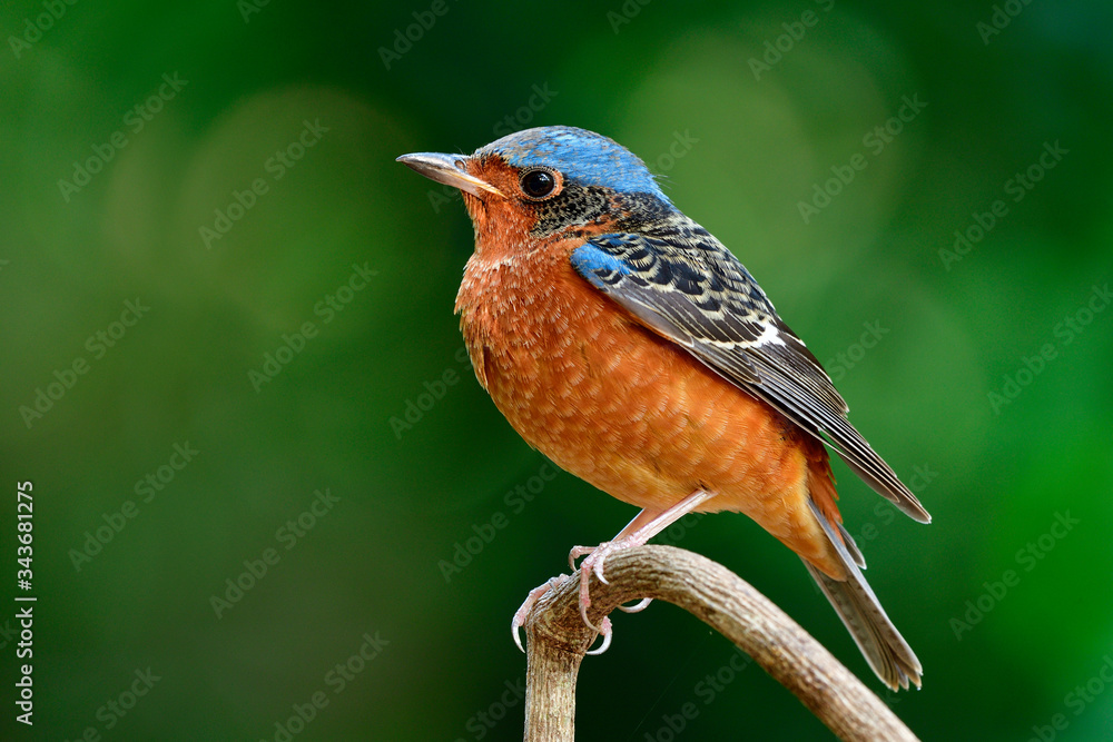 Male of  White-throated rock thrush (Monticola gularis) calmly perching on thin wooden stick over bo