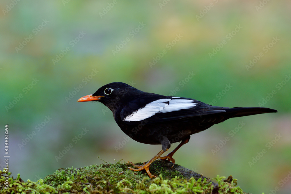 Male of Grey-winged blackbird (Turdus boulboul) dark thrush with white feathers on its wings and ora